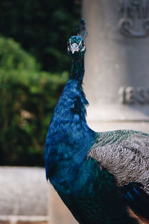portrait of a peacock in a parkの写真素材