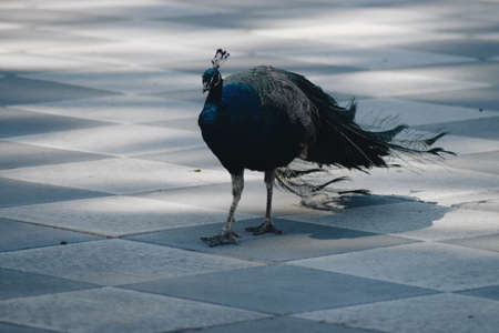 peacock walking around in a park in Madridの写真素材