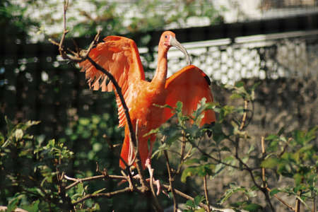 pink bird spreading its wingsの写真素材