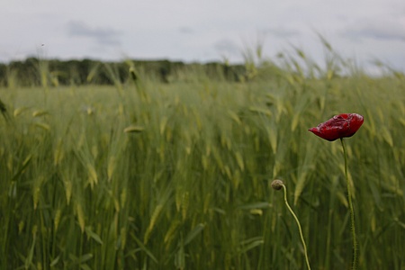 A poppy in a field of wheatの写真素材