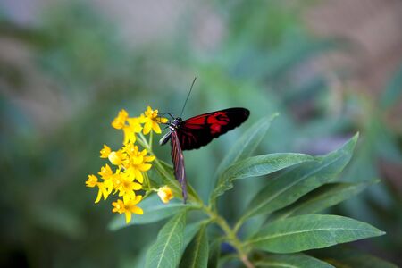 Red butterfly pollinating on a yellow flowerの写真素材