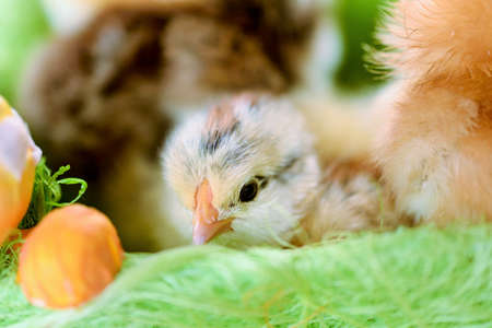 Baby chicken one day oldの写真素材