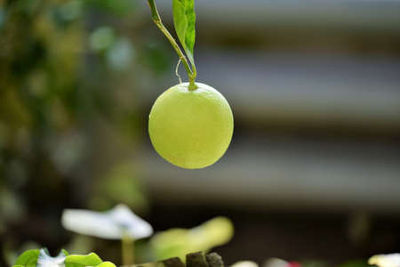 Green lemonの写真素材