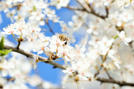 Spring blooming trees and beesの写真素材