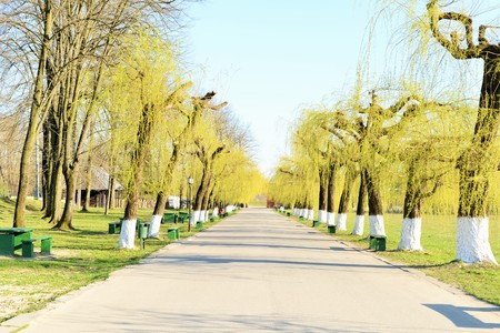 Alley with willows in spring