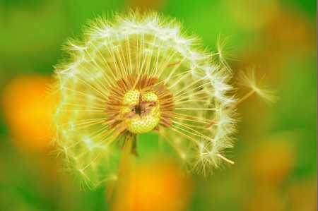 Dandelion. Beauty surrounds us everywhereの写真素材
