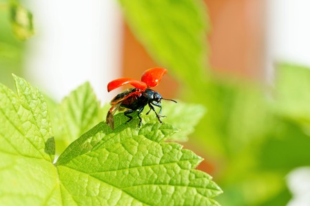 Lilioceris cheni the air potato beetleの写真素材
