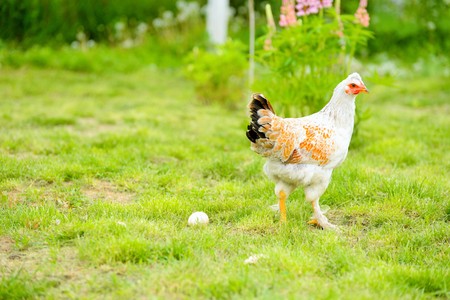 Hens and chickens raised on organic farmの写真素材