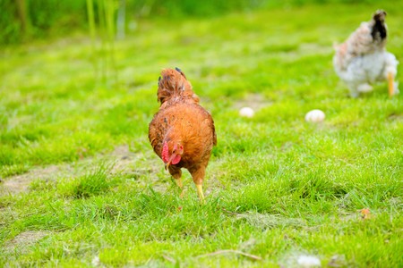 Hens and chickens raised on organic farmの写真素材
