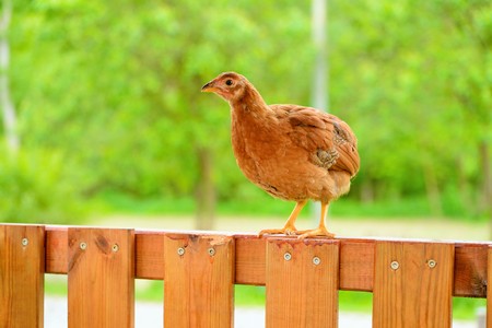 Hens and chickens raised on organic farmの写真素材