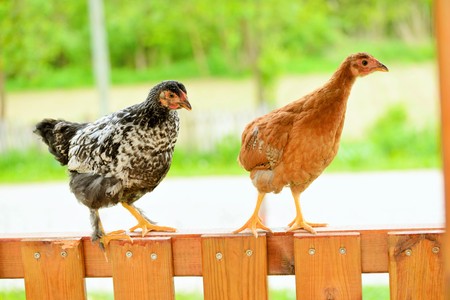 Hens and chickens raised on organic farmの写真素材