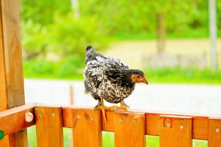 Hens and chickens raised on organic farmの写真素材