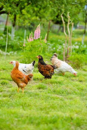 Hens and chickens raised on organic farmの写真素材