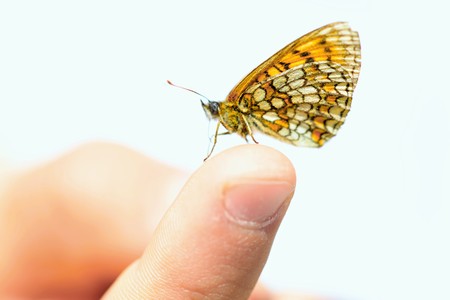 Butterfly on fingerの写真素材
