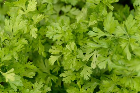Parsley
