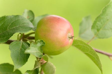 Appleの写真素材