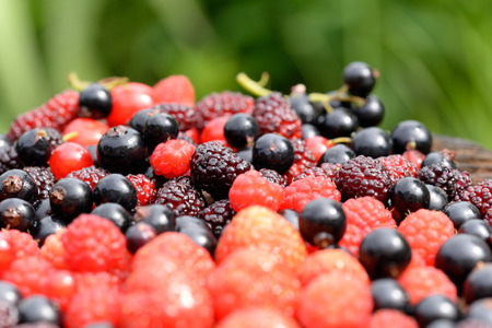 Berriesの写真素材