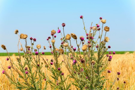 Thistle in a cereal field Cereal grains are grown in greater quantities and provide more food energy worldwide than any other type of crop. .の写真素材