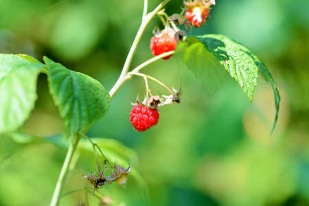 raspberries