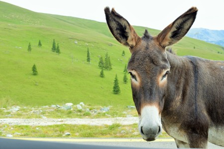 Donkey in the mountains Parang, Romania.