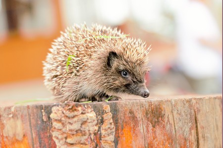 Hedgehogs. There are some 15 species of hedgehog in Europe, Asia, and Africa. Hedgehogs have also been introduced into nontraditional ranges such as New Zealand.の写真素材