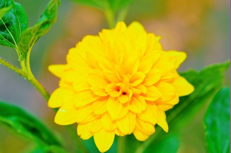 Yellow dahlia. In cold climates of North America, dahlias are known as tuberous-rooted tender...