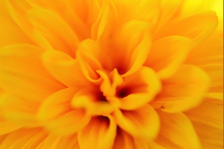Yellow dahlia. In cold climates of North America, dahlias are known as tuberous-rooted tender perennials, grown from small brown biennial tubers planted in the spring.の写真素材