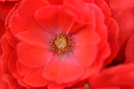 Red roses. Roses have been long used as symbols in a number of societies. Roses are ancient symbols of love and beauty.の写真素材