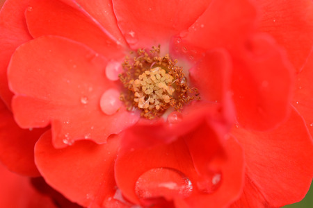 Red roses. Roses have been long used as symbols in a number of societies. Roses are ancient symbols of love and beauty.の写真素材