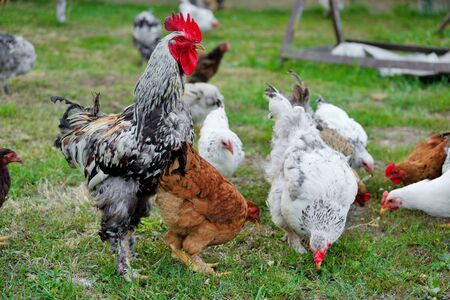 Hens, rooster and chickens raised an a organic farmの写真素材