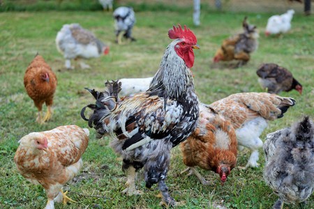 Hens, rooster and chickens raised an a organic farmの写真素材