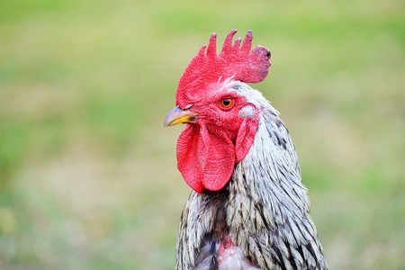 Hens, rooster and chickens raised an a organic farmの写真素材