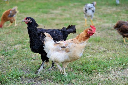 Hens, rooster and chickens raised an a organic farmの写真素材