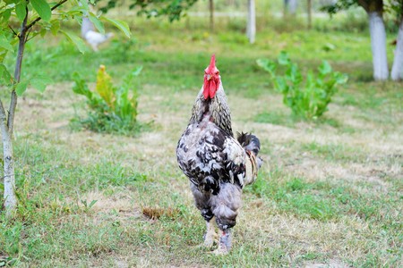 Hens, rooster and chickens raised an a organic farmの写真素材