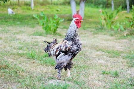 Hens, rooster and chickens raised an a organic farmの写真素材