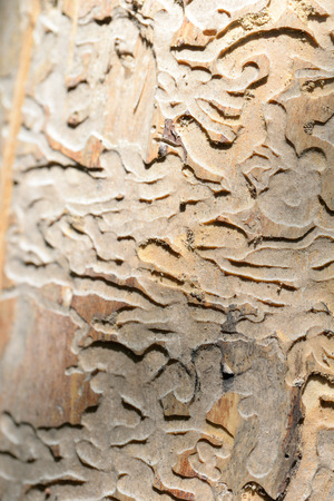 Marks left by an insect which is called Anobium Pertinax. These woodworms feed on wood and leave...