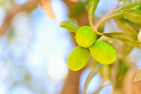 Olives grove in Greeceの写真素材
