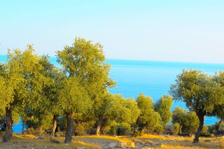 Olive grove in Greeceの写真素材