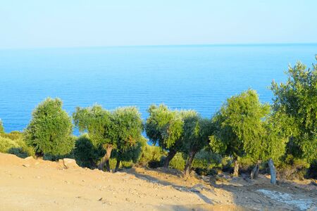 Olive grove in Greeceの写真素材