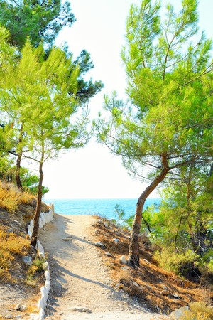 Mediterranean vegetationの写真素材