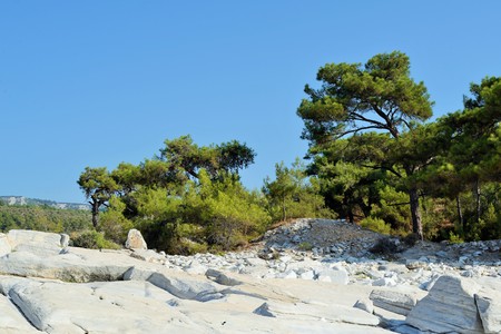 Mediterranean vegetationの写真素材