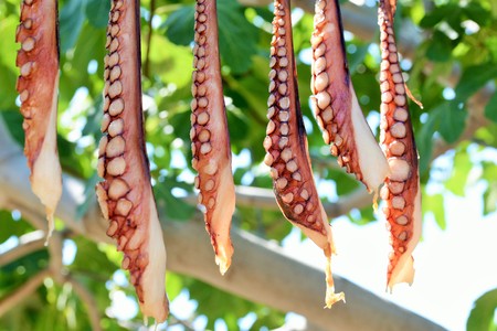 Octopusの写真素材