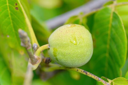 Green walnutsの写真素材