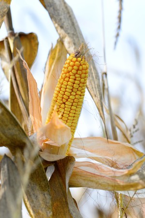 Organic corn.Maize is the most widely grown grain crop throughout the Americasの写真素材