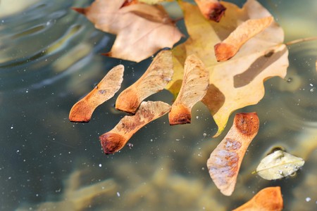 Autumn. Leaves fell into water. The colors of autumnの写真素材
