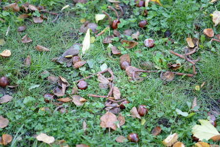 Chestnutsの写真素材