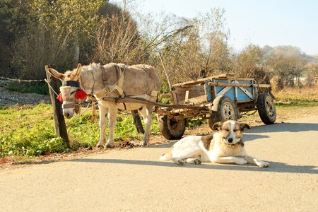 A donkey and a dog waiting for their masterの写真素材