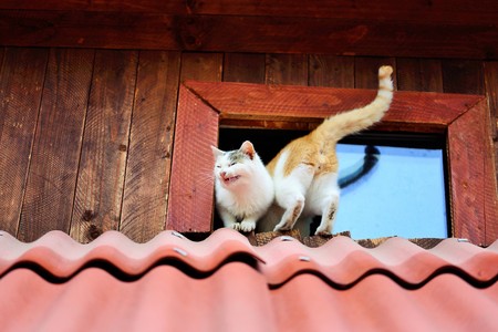 Funny cats on the roofの写真素材