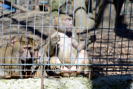 Baboons in captivity at the zooの写真素材