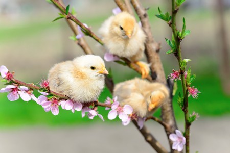 Baby chickens in the treeの写真素材